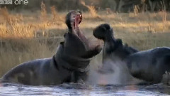Hippo Fight