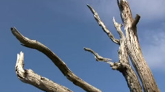 我的美丽与哀愁
