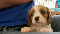 Tiny Cavalier Puppy Nibbles On Knee