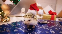 Hedgehog Christmas