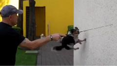 This Dog Does Stunts You Can't Do