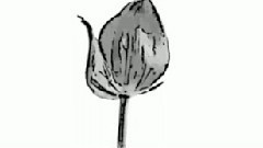 花儿