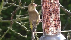 Nature & The Spring Around You With Birds