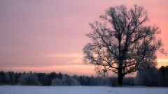 Es Ist Ein Schnee Gefallen