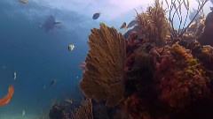 The Deep Sea Coral