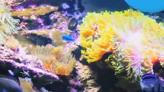 Sydney Aquarium Showcase Video