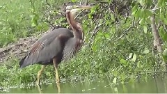 Purple Heron, Night Heron , Pond Heron &amp Yellow Bittern