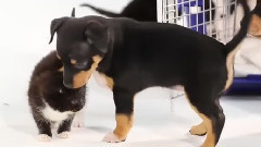 当小小狗初见小小猫
