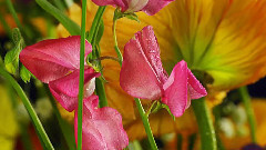 花样年华