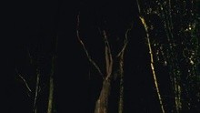  - Psylla