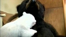 - Knut geht's gut