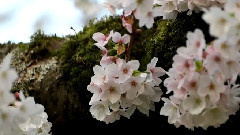 Spring Flowers At University Of Washington