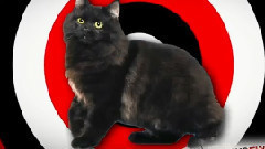 Cameras Reveal How Common Cats By Day,Turn Into Killers At Night