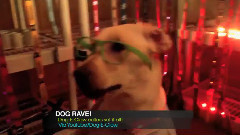 Dog Rave With Glow In The Dark Collars 狗狂欢