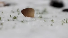 Nocturne - The First Snow