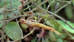 Birth of a Damselfly