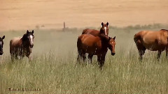Beauty Of Palouse WA 1