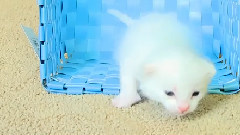 Fluffy Baby Kitten In A Blue Basket