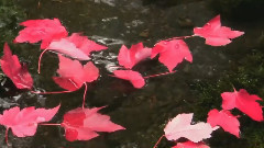Autumn Color Previews Willamette National Forest Oct 2013