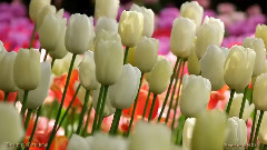 Tulips At Roozengaarde Display Garden