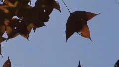 分手前最后一声再见