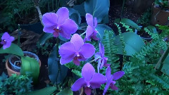 Orchidee
