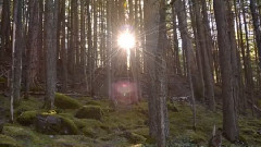 Trail Of Cedars