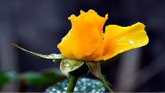 The Language Of Love