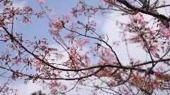 自然 櫻