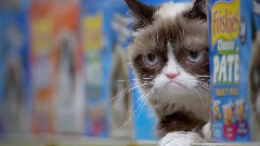 Happiness Finds Grumpy Cat
