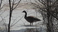 The Goose In The Spring