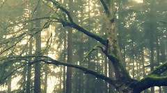 Wilderness