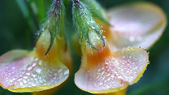 Sweet Morning Dew