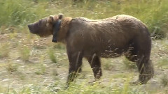 Grizzly Bear Cub