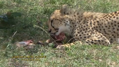 CHEETAH SUCCESS