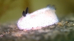 Bunny Of The Sea
