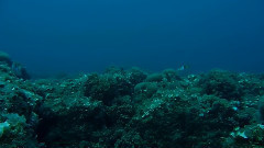 Marenostrum
