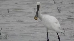 Woolly-necked Stork, Asian Openbill &amp Spoonbill