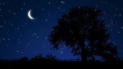 Dream World