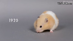 100 Years of Hamster Beauty in 60 Seconds