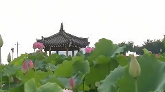 莲花