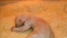Knut, der kleine Kuschelbär - Knut geht's gut