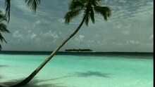 Baobab - Naturelle