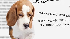 K-POP PEDIA IDOL BEAGLE = ?