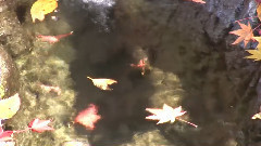 秋天枫叶