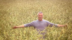 Feld aus Gold