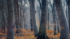 Colorful Autumn
