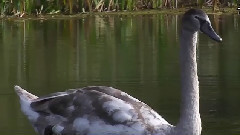 Rose Pond Swans