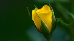 Petite Fleur