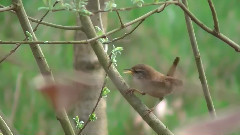 Winterkoning (Eurasian Wren)